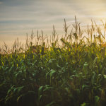 Sergipe: como a produção agrícola vem se destacando e impulsionando o agronegócio no estado