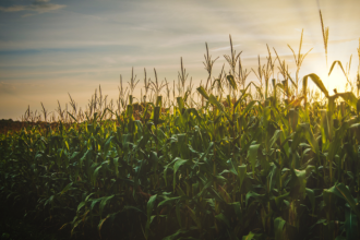 Sergipe: como a produção agrícola vem se destacando e impulsionando o agronegócio no estado