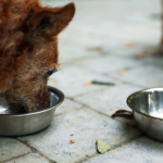 Projeto de Kitty Lima fortalece ONGs e protetores e consolida a proteção animal como política pública em Sergipe