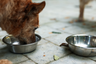 Projeto de Kitty Lima fortalece ONGs e protetores e consolida a proteção animal como política pública em Sergipe