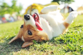 Projeto de Impacto Social em Sergipe Potencializa a Proteção Animal e o Fortalecimento de ONGs