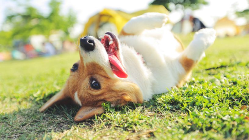 Projeto de Impacto Social em Sergipe Potencializa a Proteção Animal e o Fortalecimento de ONGs