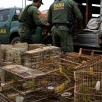 Apreensão de pássaros silvestres expõe falhas no combate ao tráfico de animais no Brasil
