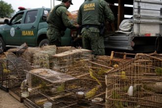 Apreensão de pássaros silvestres expõe falhas no combate ao tráfico de animais no Brasil