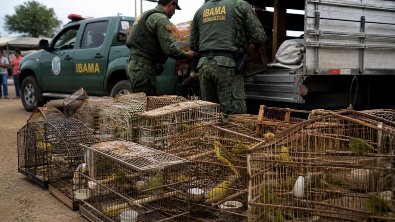 Apreensão de pássaros silvestres expõe falhas no combate ao tráfico de animais no Brasil