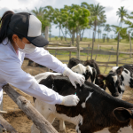 Médico-veterinário acompanha bezerras durante ação de vacinação contra brucelose em propriedade rural de Sergipe